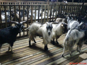 kambing ferral untuk aqiqah, kenduri dan korban